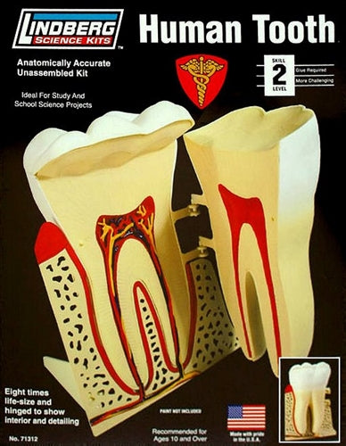 Lindberg 71312 Human Tooth 8/1 Educational Kit (Level 2) NIB